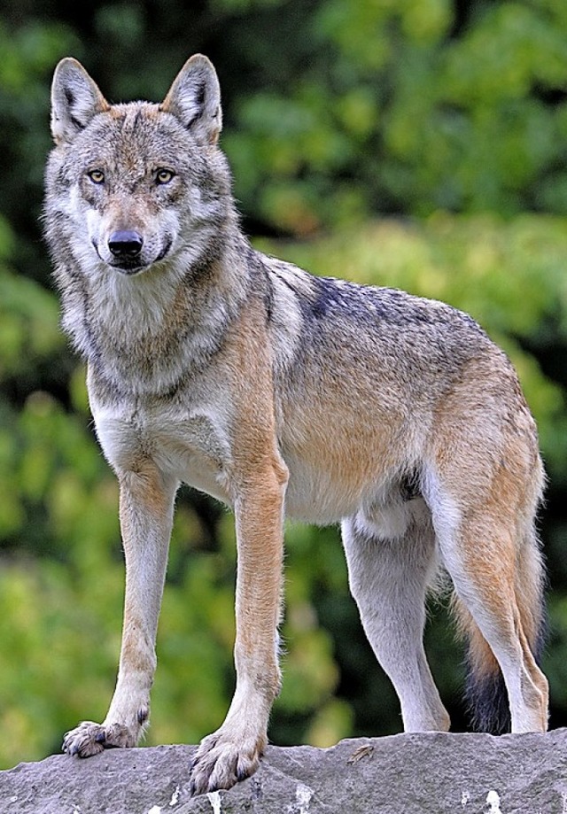 Umstrittenes Comeback: der Wolf   | Foto: Ralph Frank