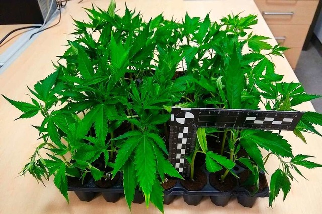 Ein Teil der gefundenen Cannabispflanzen  | Foto: Hauptzollamt Lrrach
