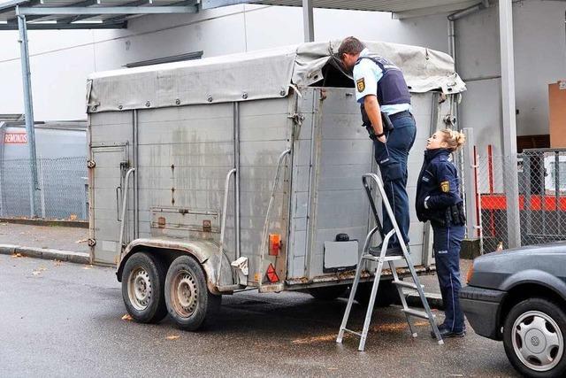 Schweine einen Tag in Anhänger vor Freiburger Schlachthof eingesperrt