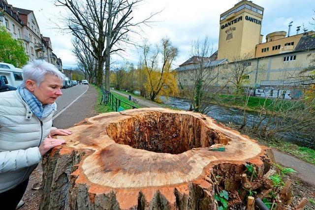 Stadt Freiburg will mit Ortsterminen um Verstndnis bei Baumfllungen werben