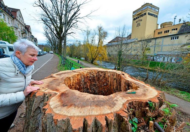 Ein Blick in den hohlen  Baumstumpf: J...ann-Burkart vom Garten- und Tiefbauamt  | Foto: Michael Bamberger