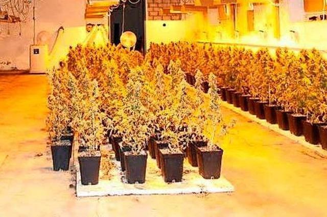 Foto einer Offenburger Cannabisplantage taucht in Ibiza-Affre auf