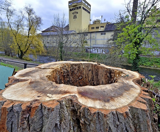 Ortstermin vorher, Pressegesprch nach...Baumes riskiert die Stadt nichts mehr.  | Foto: Michael Bamberger