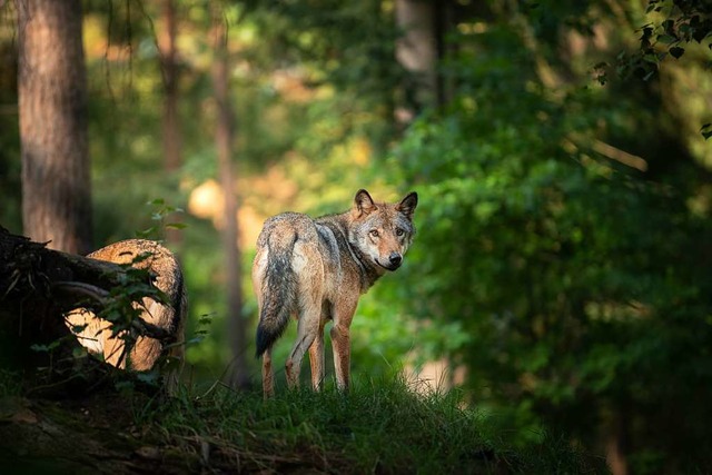 Streift ein Wolf durch die Wlder zwis...och nicht besttigt sind (Symbolbild).  | Foto: DENNIS WACHTEL