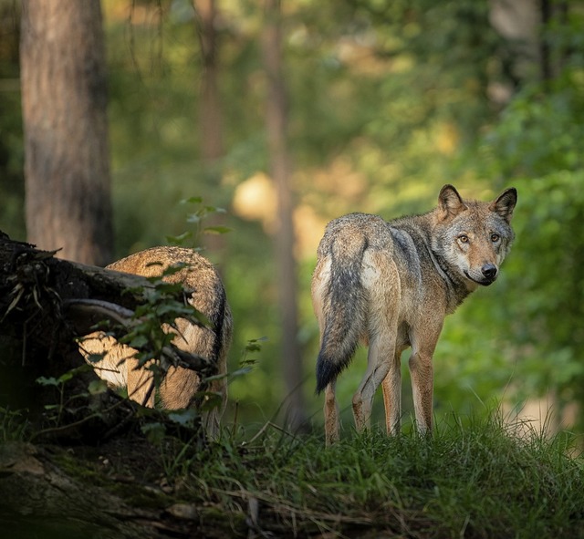 Streift ein Wolf durch die Wlder zwis... allerdings noch nicht besttigt sind.  | Foto: DENNIS WACHTEL