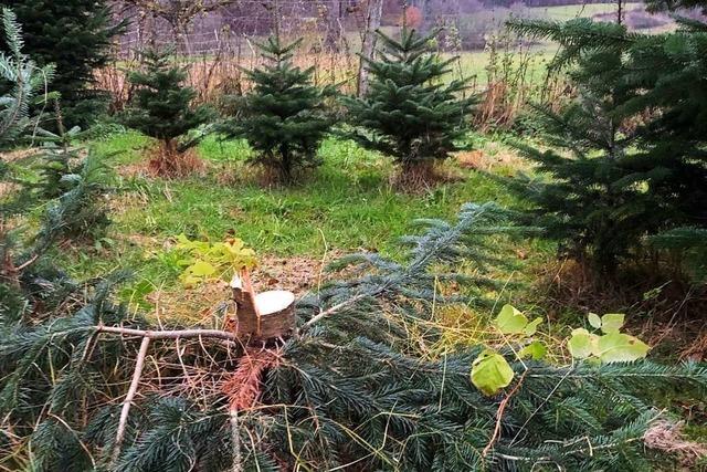 In Schwörstadt wurde ein fünf Meter hoher Weihnachtsbaum abgesägt und gestohlen