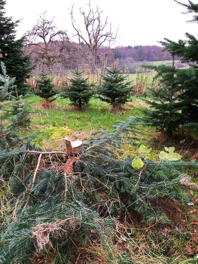 Hier stand der Weihnachtsbaum. Jetzt ist er weg.  | Foto: Gnter Bhler
