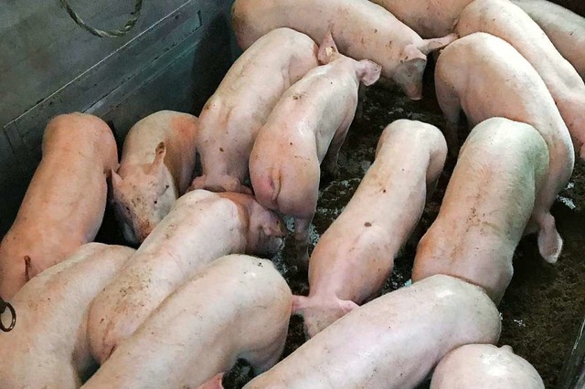 Die Schweine im Transportanhnger, der beim Schlachthof abgestellt wurde.  | Foto: Olivier Bieli