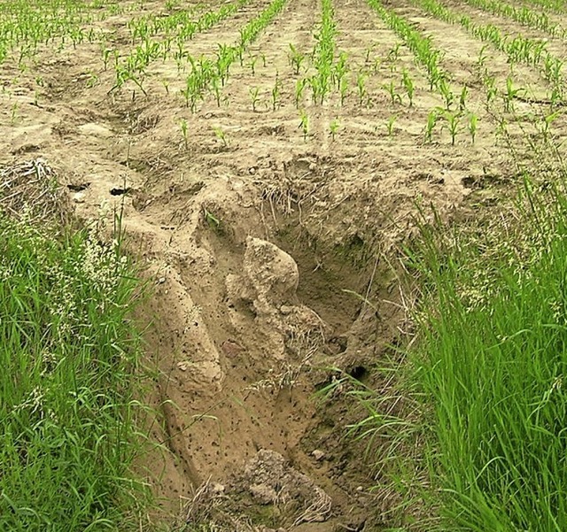 Erosionsrinne am Rande eines Feldes im Markgrflerland  | Foto: Landratsamt Lrrach