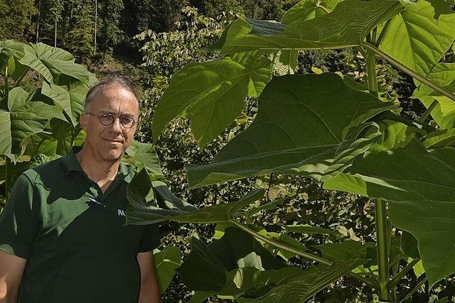 Im Liliental werden Bume erforscht - wie reagieren sie auf den Klimawandel?