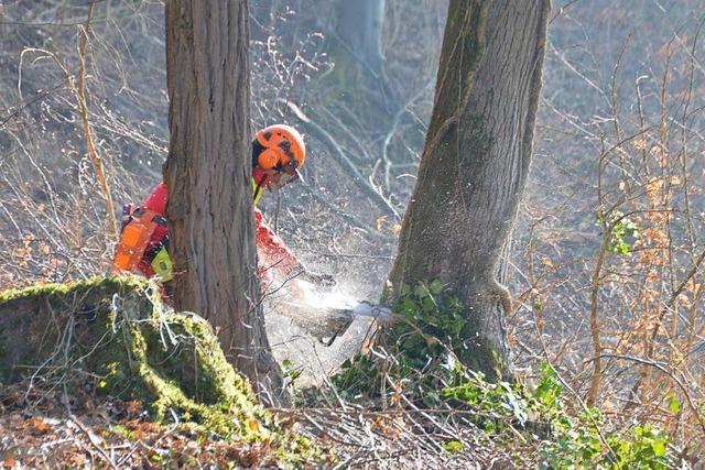 Um den Wald in Grenzach-Wyhlen ist es nicht gut bestellt