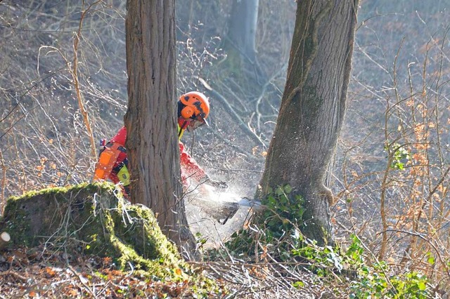 Auch in diesem Jahr werden Bume im Grenzach-Wyhlener Wald gefllt.  | Foto: Horatio Gollin