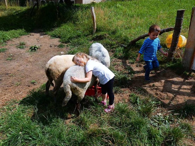 Kinder und Schafe genieen den vertrau...ch eine Einrichtung bereits existiert.  | Foto: Kurt Meier