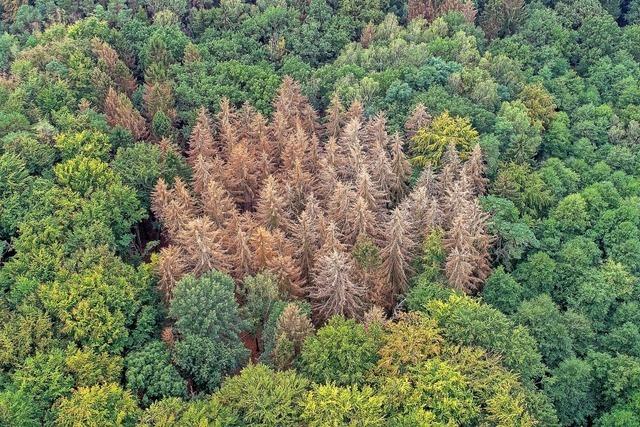 Experten empfehlen breiten Baum-Mix im Wald