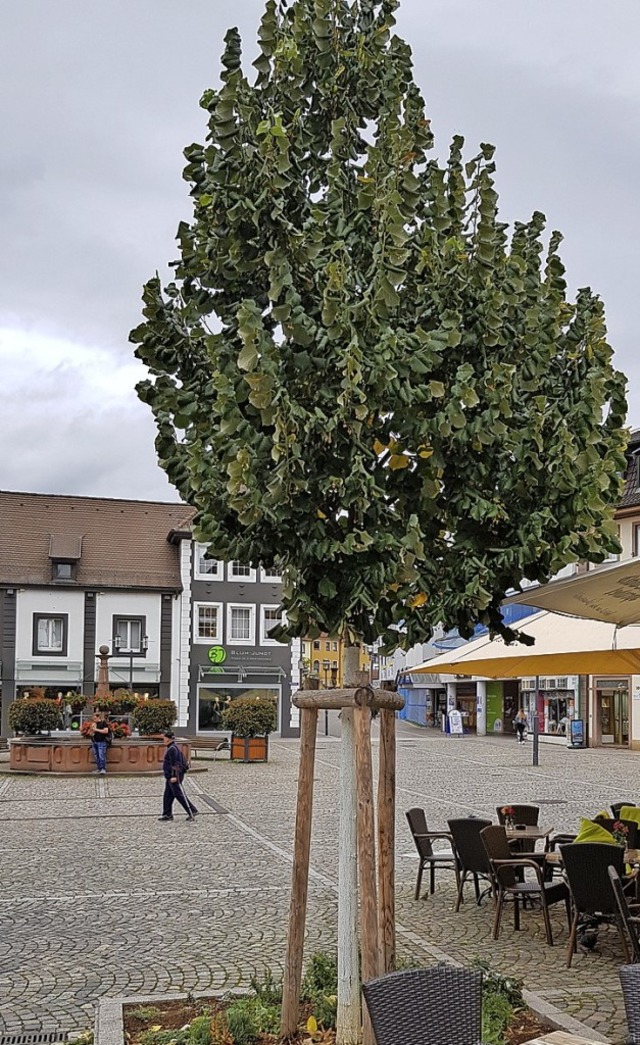 Er ist zu klein und soll wieder raus: ... gepflanzter Baum auf dem Marktplatz.   | Foto: Gerhard Walser
