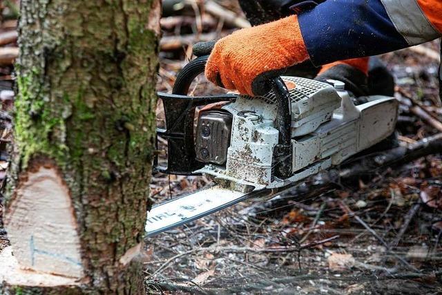 Stadt fllt am Samstag zehn Bume an der Waldkircherstrae