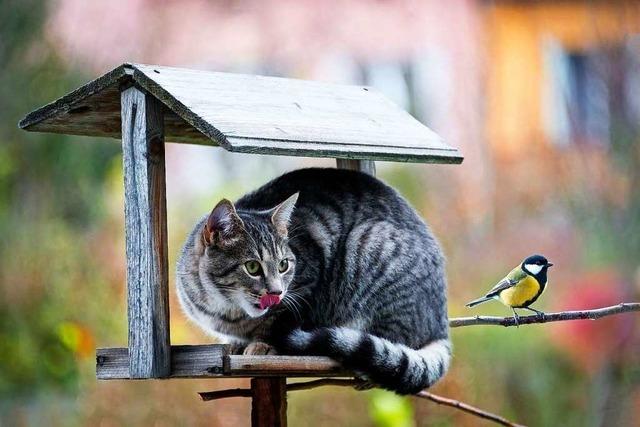 Forscher fordern Hausarrest fr Katzen