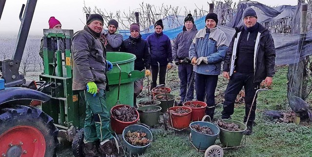 Geschafft: Fast 900 Kilo gefrorener We...weinlese des Sasbacher Winzerkellers.   | Foto: Roland Vitt