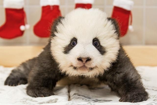 Berliner Pandababys feiern Nikolaus