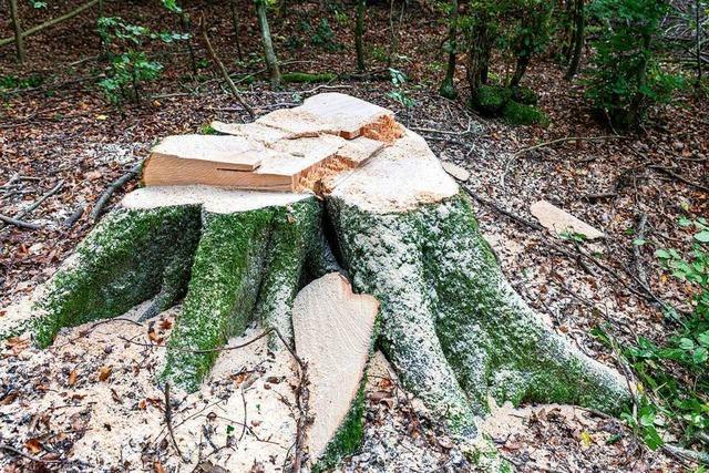 Das Eschentriebsterben führt in Schallstadts Wald zur Verdoppelung des Holzeinschlags