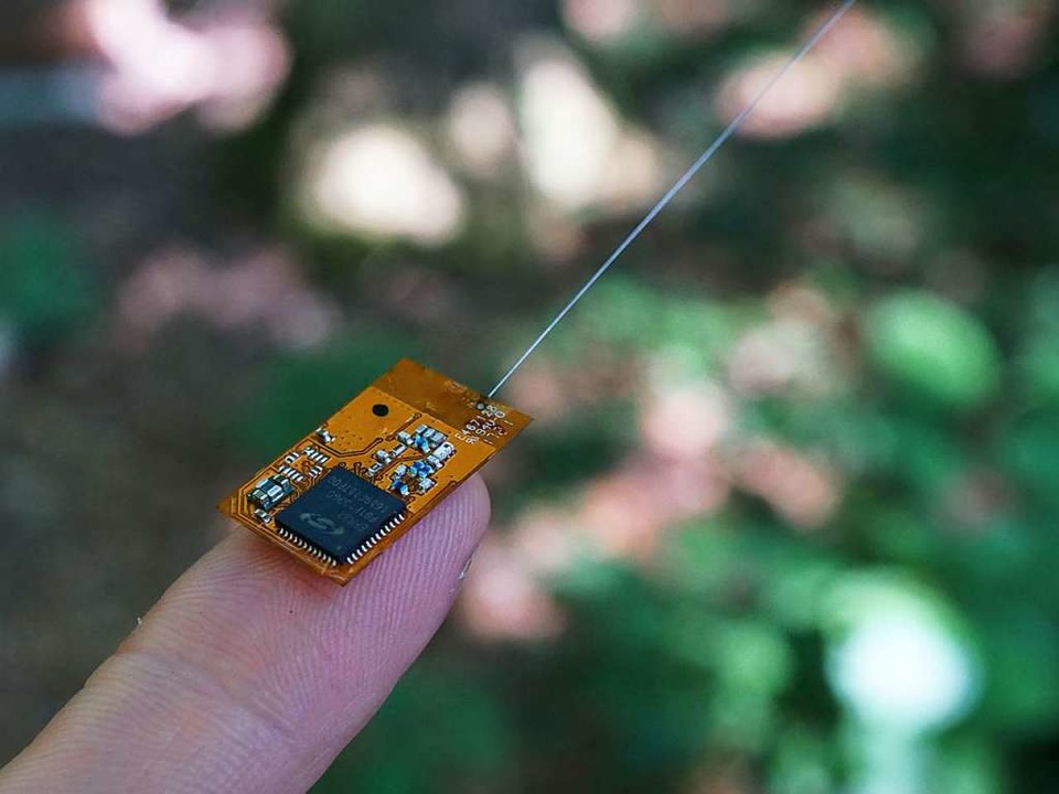 Der Sensor kann auch für Tiere wie Eidechsen oder Vögel verwendet werden.  | Foto: Simon Ripperger