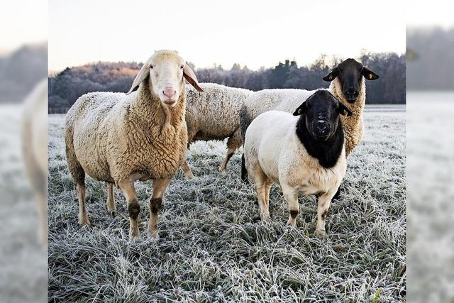 Im Jahr 2018 haben Wlfe 51 Nutztiere gettet