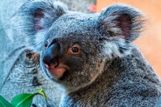 Durch die Buschfeuer ist der Lebensraum der australischen Koalas bedroht.  | Foto: Robert Michael