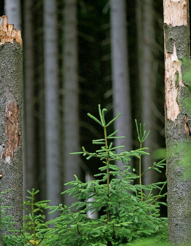 Junge Fichten wachsen in einem vom Sturm geschdigten Waldstck  | Foto: Klaus-Dietmar Gabbert
