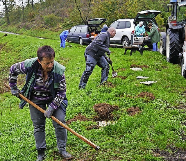 ber 4000 Blumenzwiebeln wurden gepflanzt.   | Foto: privat