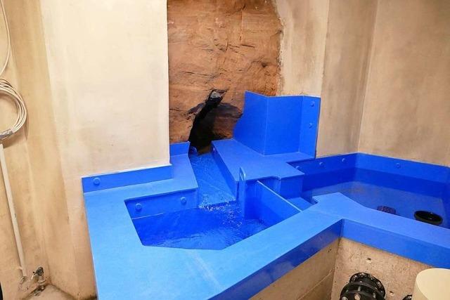 Die Vogelbrunnenquelle in Ettenheimmünster ist saniert und liefert Wasser