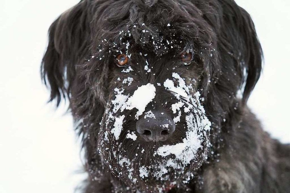 Tierische Schneefreuden: Der erste Schnee lädt dazu ein, die Schnauze ins kühle Weiß zu stecken. (Foto: Susanne Gilg) Tierische Schneefreuden: Der erste Schnee lädt dazu ein, die Schnauze ins kühle Weiß zu stecken. (Foto: Susanne Gilg)