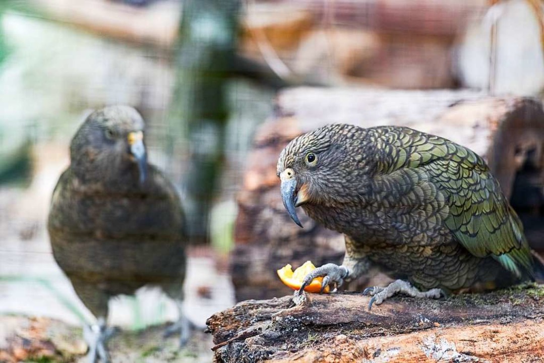 Die Genies unter den Papageien sind in den Basler Zoo zurückgekehrt