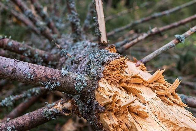 Naturschtzer wollen Totholz im Wald schtzen