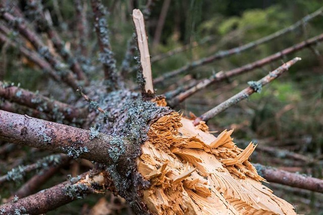 Wann wird der Wald sich selbst berlassen?  | Foto: Carlotta Huber