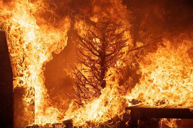 Tannengrün trocknet aus und ist dann leicht entflammbar. | Foto: Zacharie Scheurer (dpa) Tannengrün trocknet aus und ist dann leicht entflammbar. | Foto: Zacharie Scheurer (dpa)