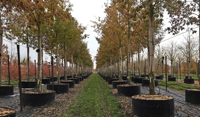 Die Linden fr Neuenburg stehen noch in einer Baumschule in Brandenburg.  | Foto: Stadt Neuenburg