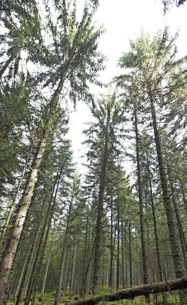 Ein gesunder Wald braucht Pflege.  | Foto: Patrick Seeger