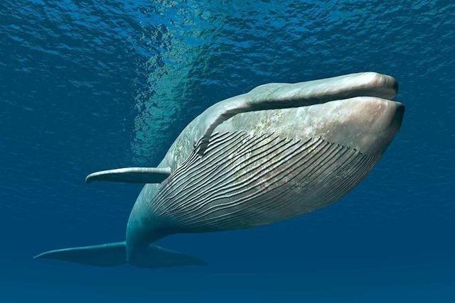 Mini-Krebse geben Walen Mega-Energie