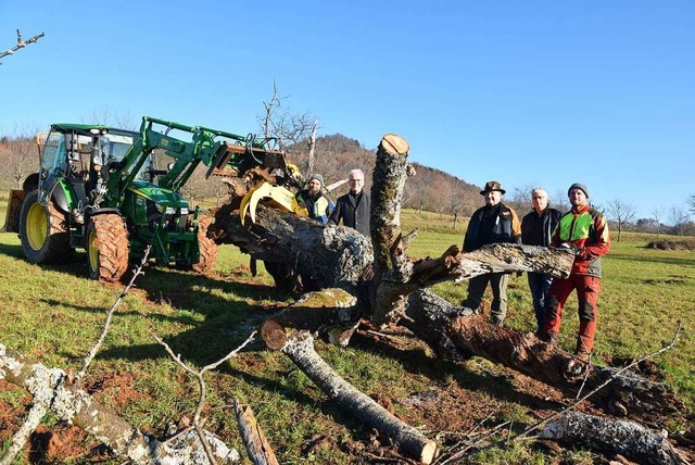 Der Totholzbaum wird mit dem Traktor ber die Wiese gezogen.  | Foto: Andrea Gallien