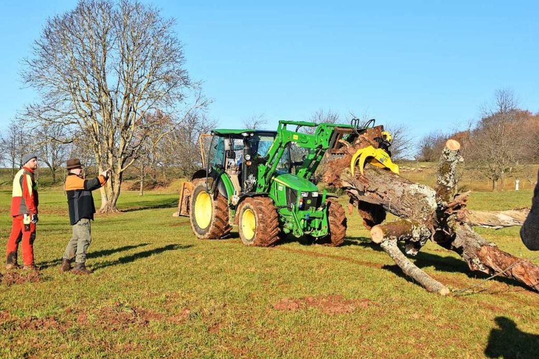 Der Totholzbaum wird mit dem Traktor über die Wiese gezogen.  | Foto: Andrea Gallien