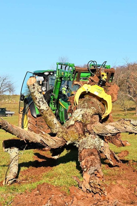 Der Totholzbaum wird mit dem Traktor über die Wiese gezogen.  | Foto: Andrea Gallien