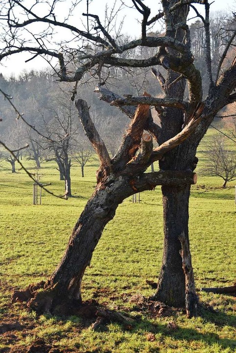 Der Totholzbaum hat seine Position erreicht.  | Foto: Andrea Gallien