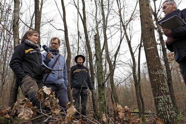 Der Wald soll bunter werden