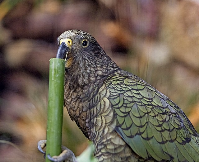 Kea, Zoo Basel | Foto: Zoo Basel (Torben Weber) Kea, Zoo Basel | Foto: Zoo Basel (Torben Weber)