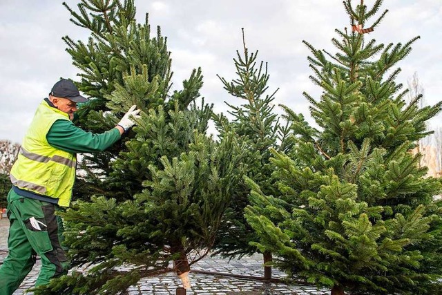 Ein Weihnachtsbaumverkufer ist in Rhe...men eines Tages abgehauen (Symbolbild)  | Foto: Sina Schuldt (dpa)