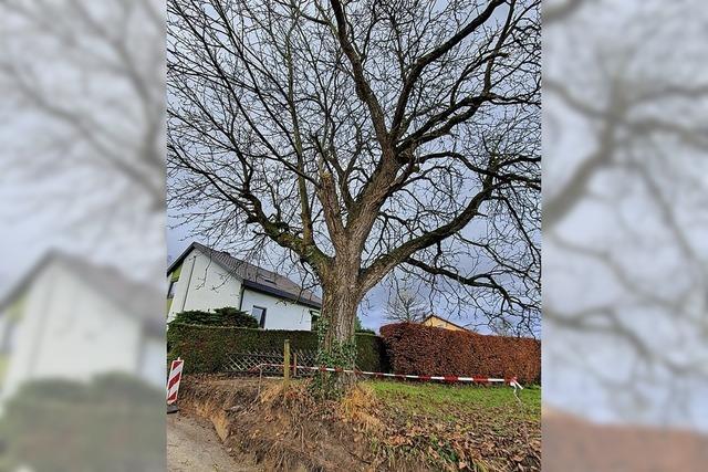 RAUSGEFISCHT: Mein Freund, der Baum