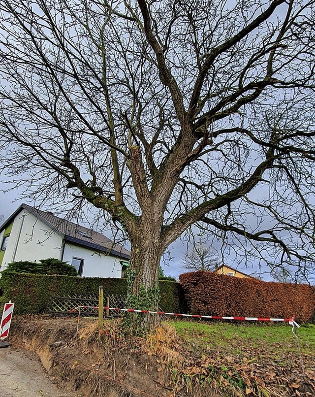 Hart an der Grenze: der Problembaum   | Foto: Karl Kovacs