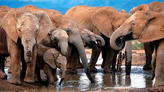 Elefanten gehren zu den &#8222;Big Fi...le in einem Nationalpark in Sdafrika.  | Foto: epa Jon Hrusa