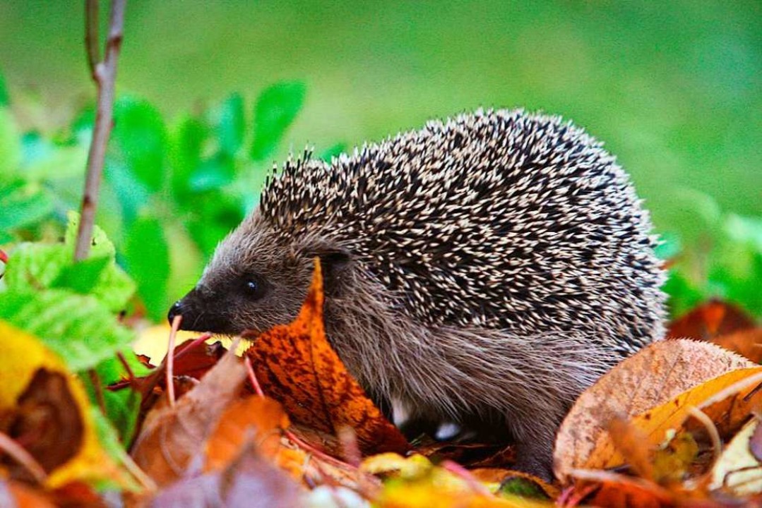 Wie überwintern Tiere im Garten? Erklär�s mir Badische