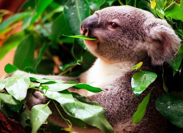 Ein Koala frisst Eukalyptus.  | Foto: Herbert Spies